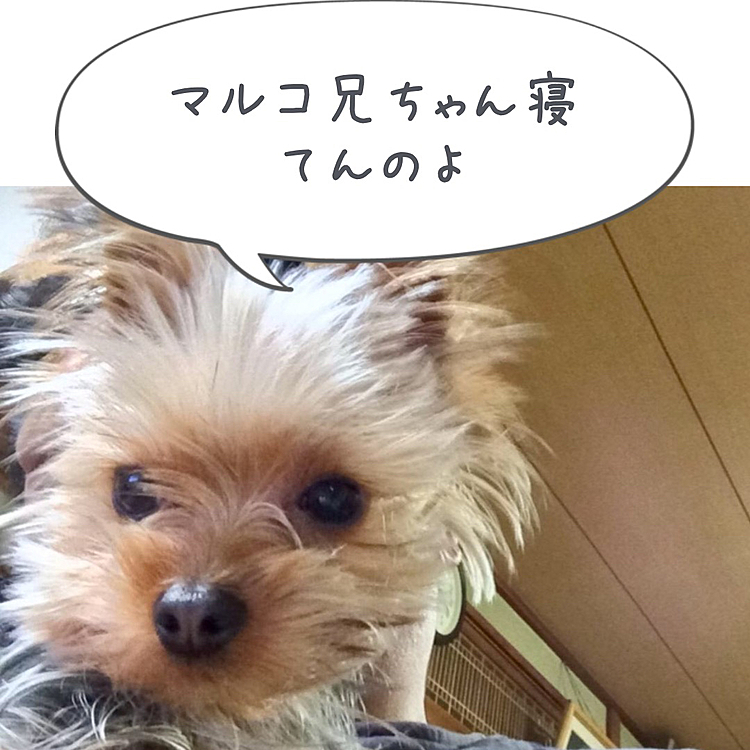 ヨークシャーテリア元保護犬　Julia 推定2014年12月12日生まれ満7歳