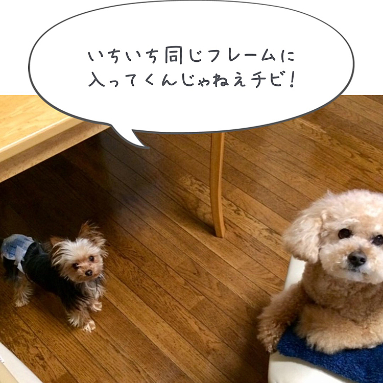 4年前、ジュリアちゃんがうちに来たばかりはお兄ちゃんがつれなかったんだよね。（笑）