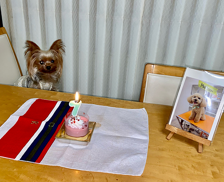 今日はジュリアちゃんの7歳の誕生日です！ケーキでお祝いします❣️写真のピントが何故か同席したマルくんの方に合ってしまいました。