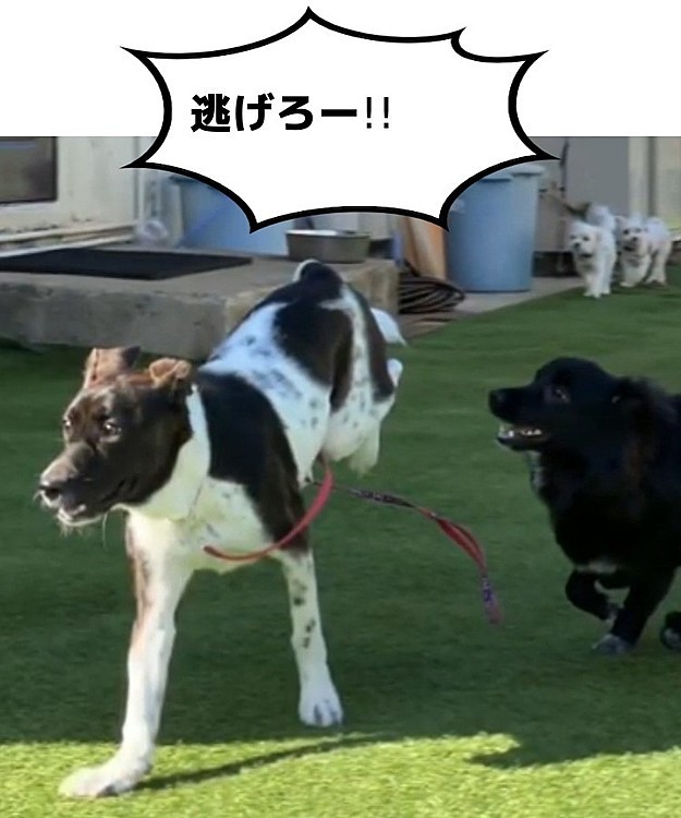 保育園♡

躍動感がすごい(爆°∀°笑)
足どうなってるの（笑）