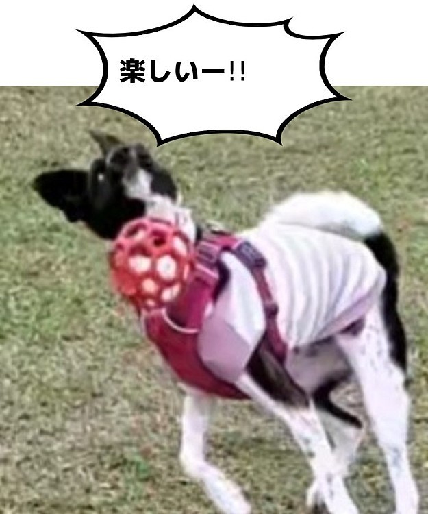 ドッグラン♡

落ちてたボールで遊んでた（笑）
顔すごいなー( ´･ω･`)