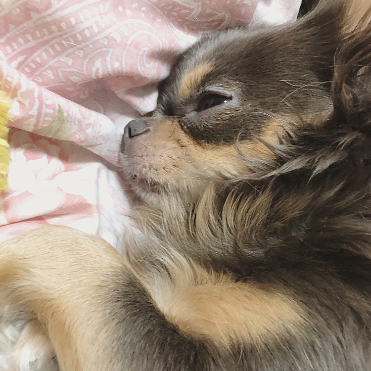 疲れたから寝るね。
おやすみなさい。
