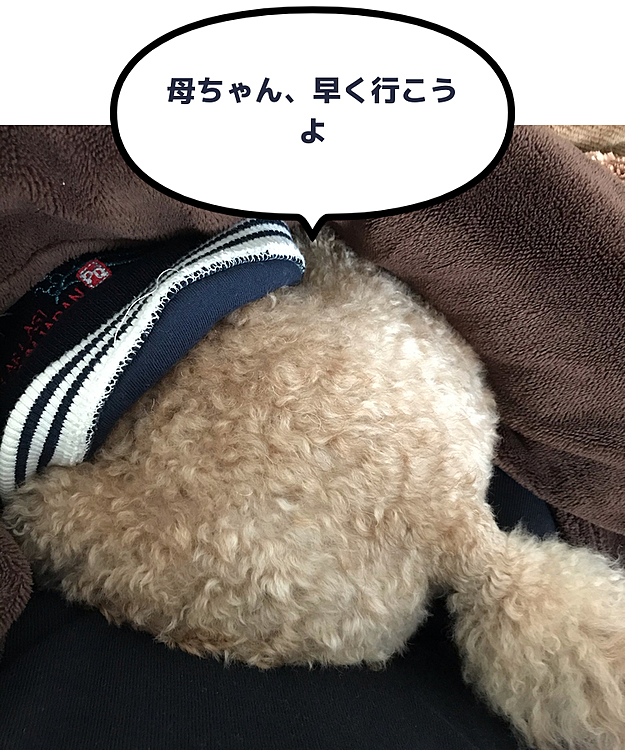 14時に京都へ出発する予定でしたが、アラシが持て余してるので、今から散歩に行ってから、しっかり歩かせて出発しようと思います😃