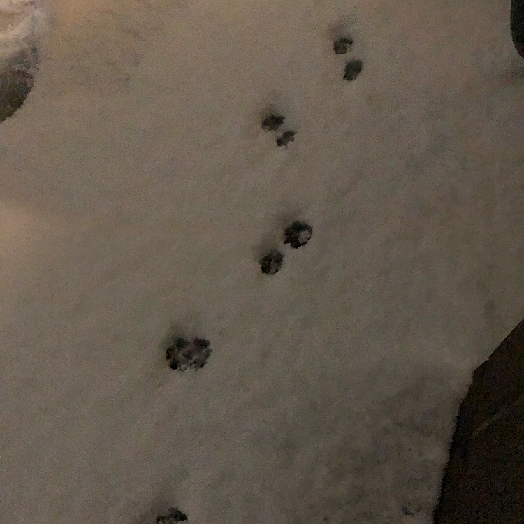 今日お出掛けして帰ってきてから車から玄関までポコちゃん歩かせたので新雪に🐾のスタンプが🥰