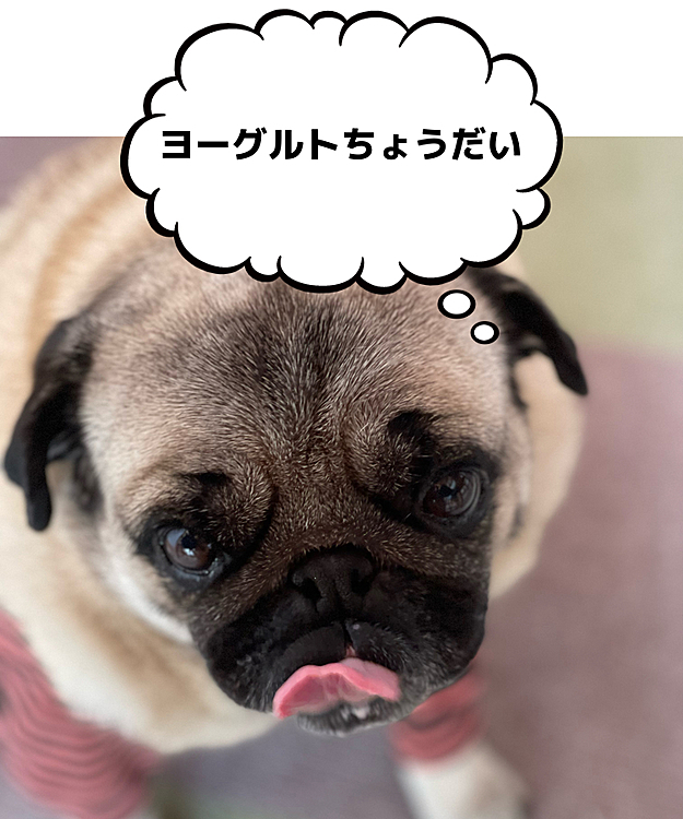 朝食中のとうちゃんの足元で、ちょっとだけヨーグルトもらいました🐶