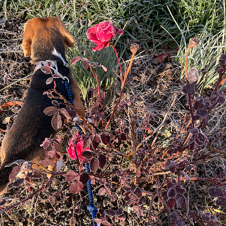今朝も冷えてます🥶❄️
薔薇が咲いまま凍ってて、写真撮ってたらマックスが入り込んで来た〜😆🌹❄️🐶