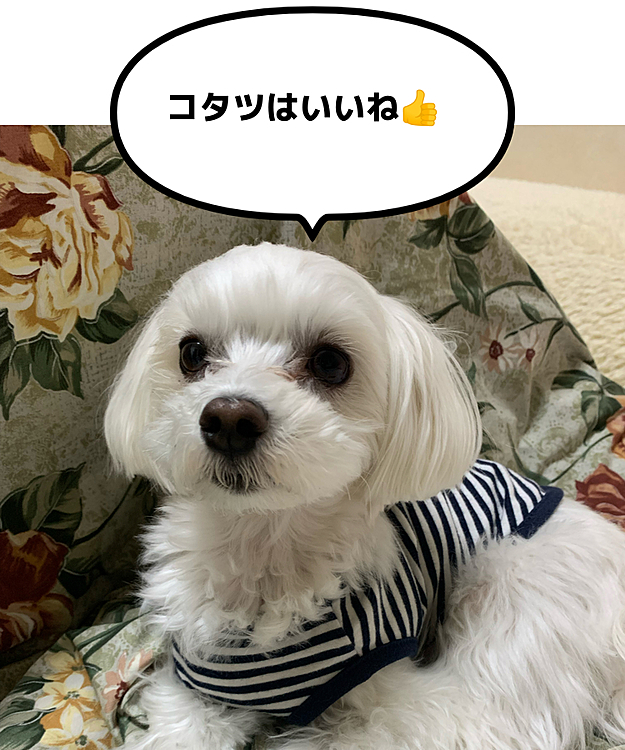 寒くなり、コタツが友達の蘭丸さん。
暑くなればコタツから出てくる。
寒くなればコタツへ入る…。
最近の蘭丸さんの行動が最小限(笑)