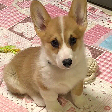 まあるの弟です😃
なーんて🤣🤣🤣冗談です🤣🤣笑笑
先日、母の一周忌がありまして、息子が帰省した時に、まあるのちっちゃい写真あるよ😃って。。転送してもらいました😃
可愛い❤️
