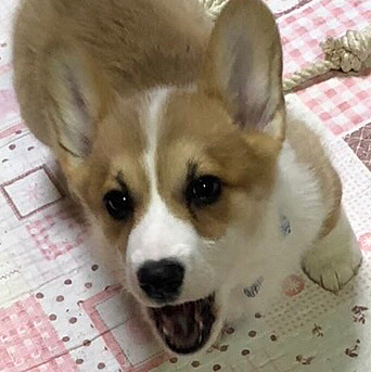 ほ、ほ、吠えてても可愛いのぉ❤️