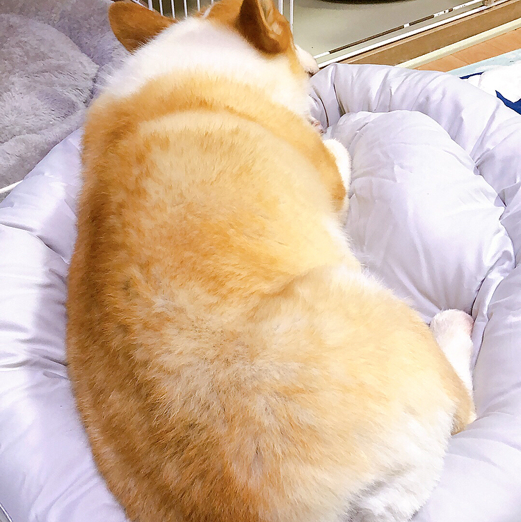 そんなわけで、大きいサイズ、やっと買ってもらいました😃