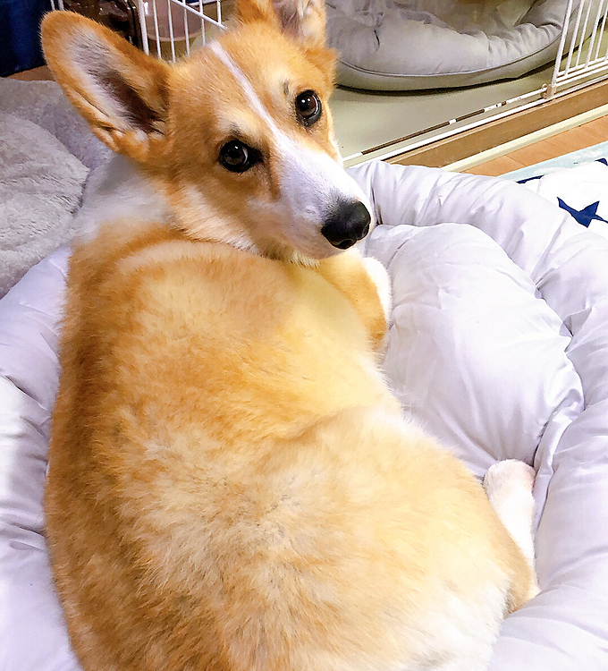もっと早く買ってくれよな🤣🤣😃
あー、はいはい😃
破壊しないでね🌀
ニトリのベッドは一度も破壊されてませんけとね😃
お値段以上ですわ😃
それにしても、デカくなったね🤣😃😃