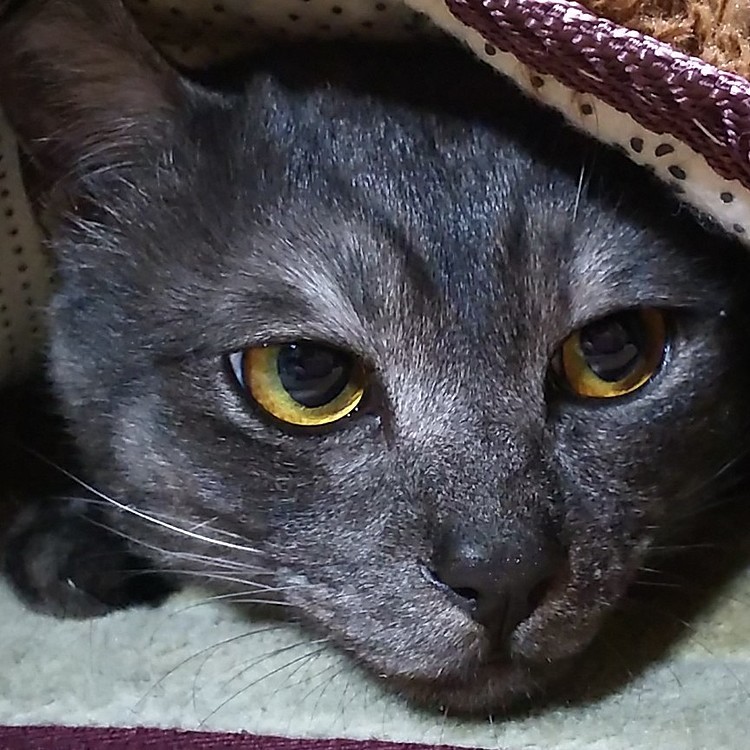 カーペットのカバーの下に 隠れていた 銀🐈️