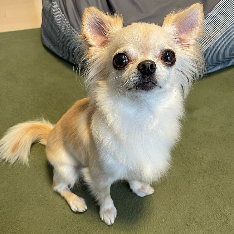 2021.12.17(金)
こんにちは😃
お久しぶりです😊
くうは元気にしていました🐶😊
長男が家を出たりパート仲間が辞めて忙しくなったりバタバタしていました😅
今年もあと少し元気に過ごせたらな思います😊❣️