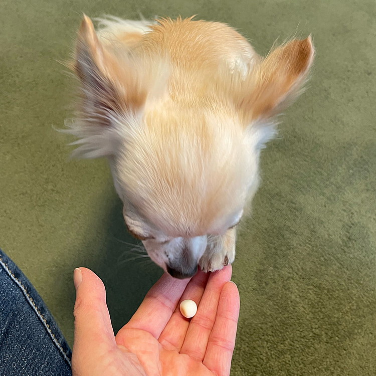 今日はトリミングに行ってきてお腹がすいたのかオヤツの催促をしていました🐶💦
頑張ったご褒美にボーロをあげました😊
今は疲れたのかお昼寝をしています🐶💤
