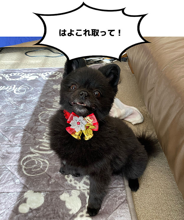 少し前にトリミングに行った時に付けてくれてたチョーカー
首に巻くやつは好きじゃないみたいで毎回変な顔になってます(ﾉ∀｀笑)