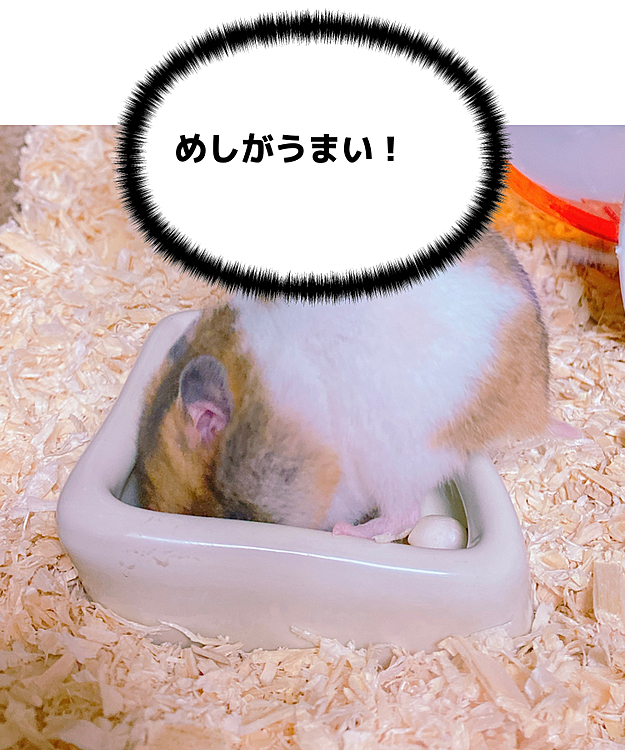 新しいごはん皿を用意してもらってごきげん。