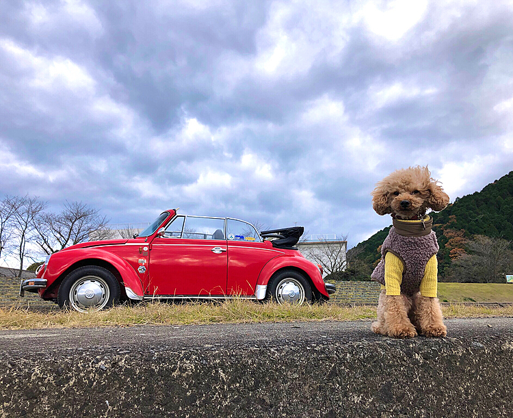 午後、11ヶ月ぶりに奥のガレージから出してきてドライブ。寒いけど気持ちいい〜😃
(飼主だけ🥶)