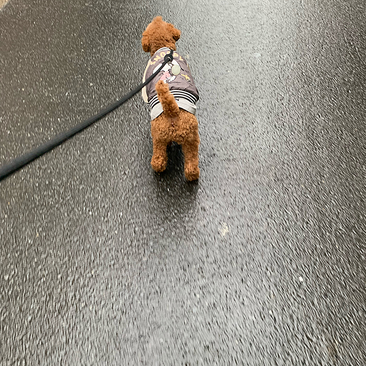 雨なのにちょこっと散歩した。