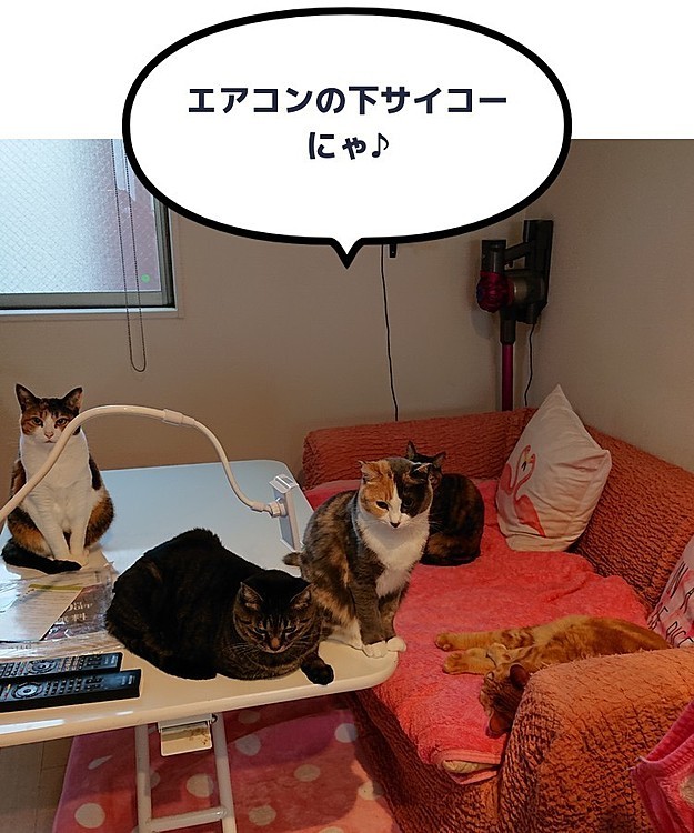 我が家の猫、全員集合
