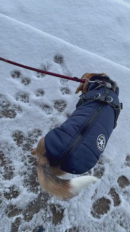 午後お散歩行こうかと思ったけど、風が強くて諦めた🌨❄️

ポコちゃんと色違いの服😊
ちょっと首の所がキツかった〜😅サイズ難しいね💦