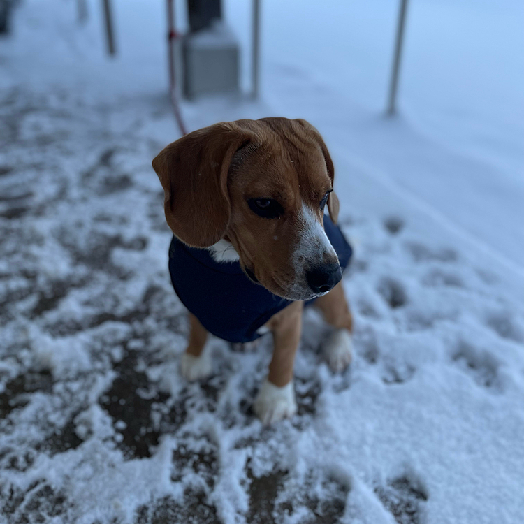 なんかキツいんだけど‼️🐶🧢