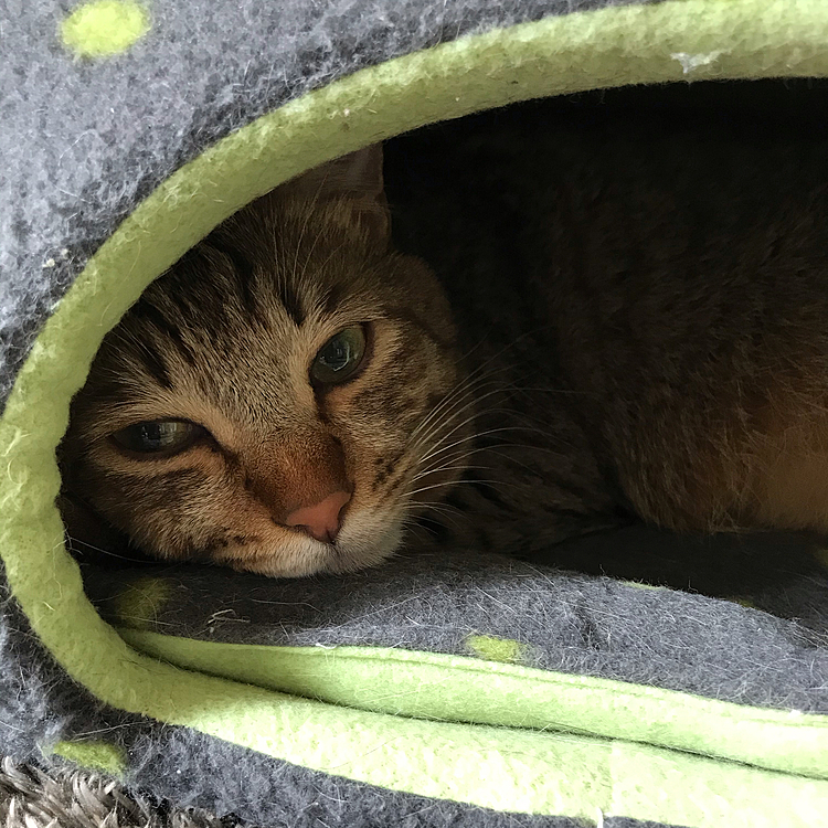 ねむむ‥