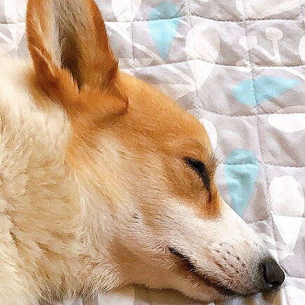 幸せそうな寝顔😃
悩みないよね?笑笑