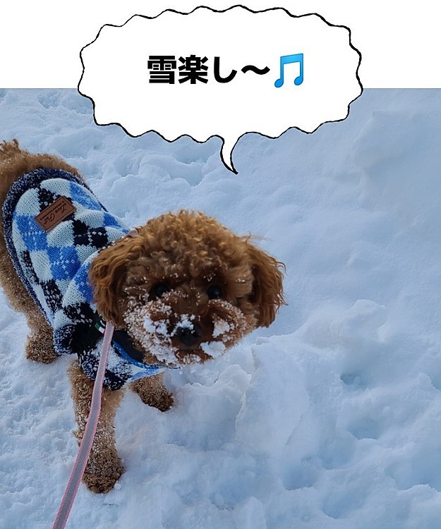 一気に積雪量❄️が増えて、🐶ちゃんは喜び、人間はうんざりしてます💦(笑)