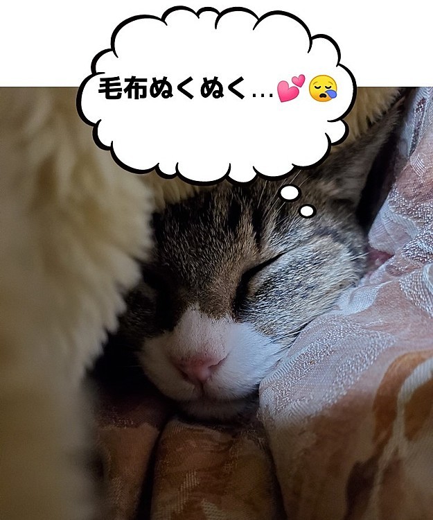 🎶主と毛布の間には…
🎶今日もかわいいネコがいる…
おやすみニャン