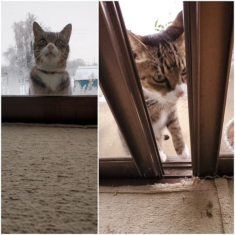 パトロール終わったニャ…🥶⛄🐱
#おはようございます
#ねこ好きさんと繋がりたい
#猫のいるくらし
#また雪降った
#ストーブにまっしぐら 