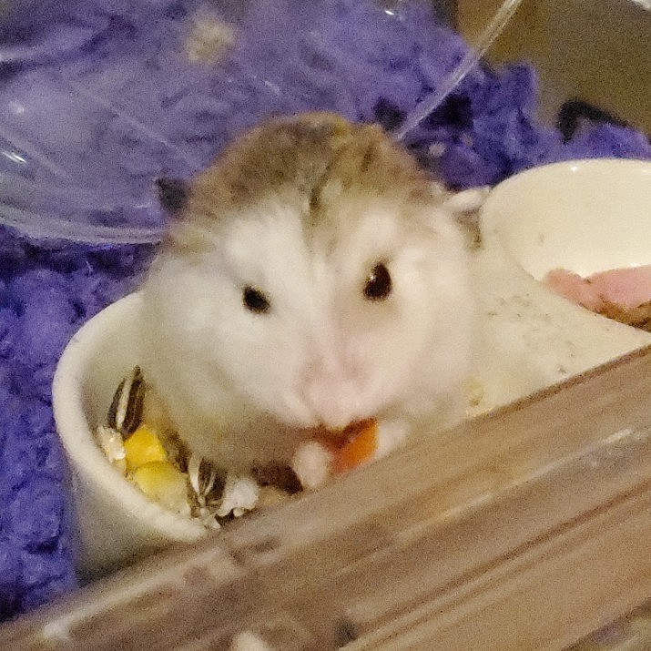 ご飯だぁ❗って大はしゃぎ🎵