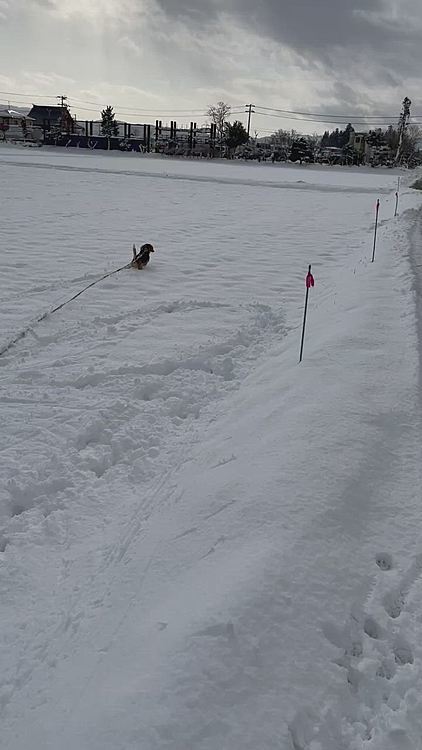 気温が上がって溶けてきた〜⤵️
雪積もらないと泥んこになるからね💦