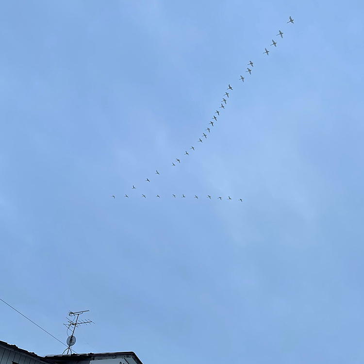 夕散歩の時、白鳥さんたちが飛んで行った🦢
鳴き声にマックスは『何だろう⁉️』と、首を傾げて見てた😄