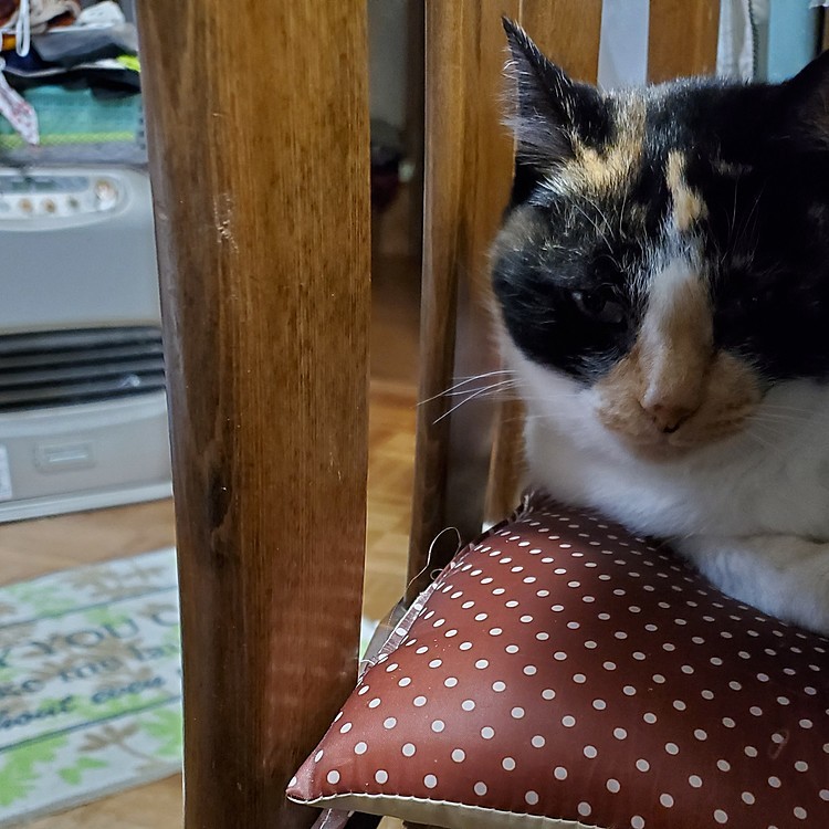 ストーブの前は誰にも譲らん…😼
