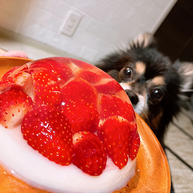 気になっちゃうとらくん🍓

今日は先輩と共にカフェのメニュー考えたりお話してきました🔆
レシピ通りやってみたけど
個人的にはオレオかなんか砕いて
下地ひいてタルトっぽくするのありかな？なんて考えたり🎉

