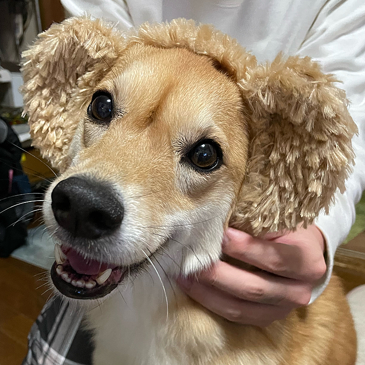 こんばんは🐶
最近のララのお気に入り💕
ダッフィーカチューシャ😅
満足そうな笑顔😆どーでしょう⁉️🤣