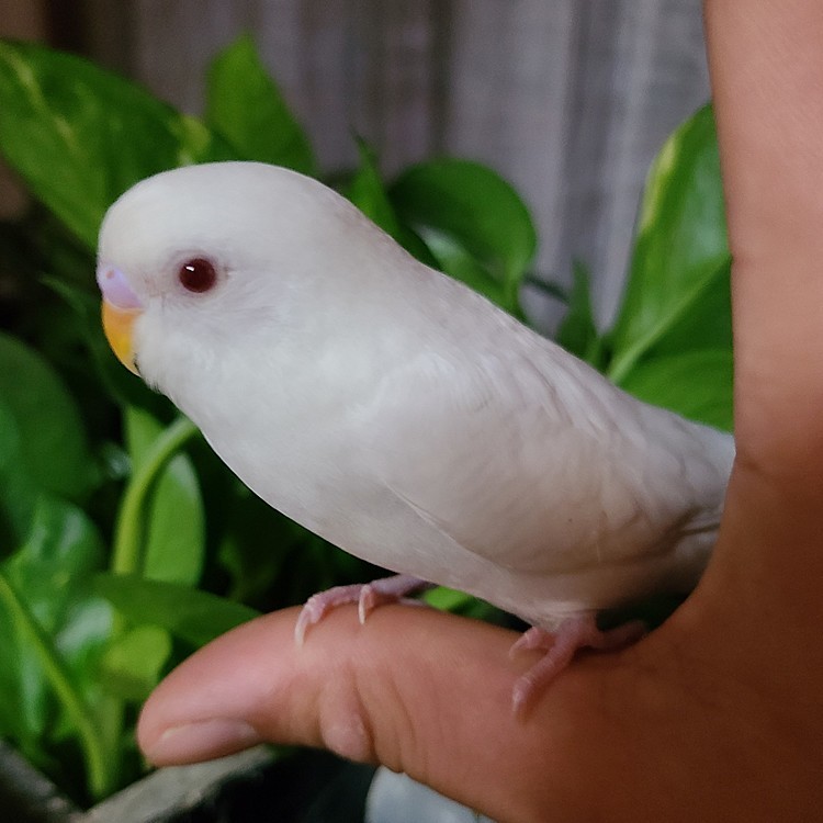 アルビノセキセイインコ