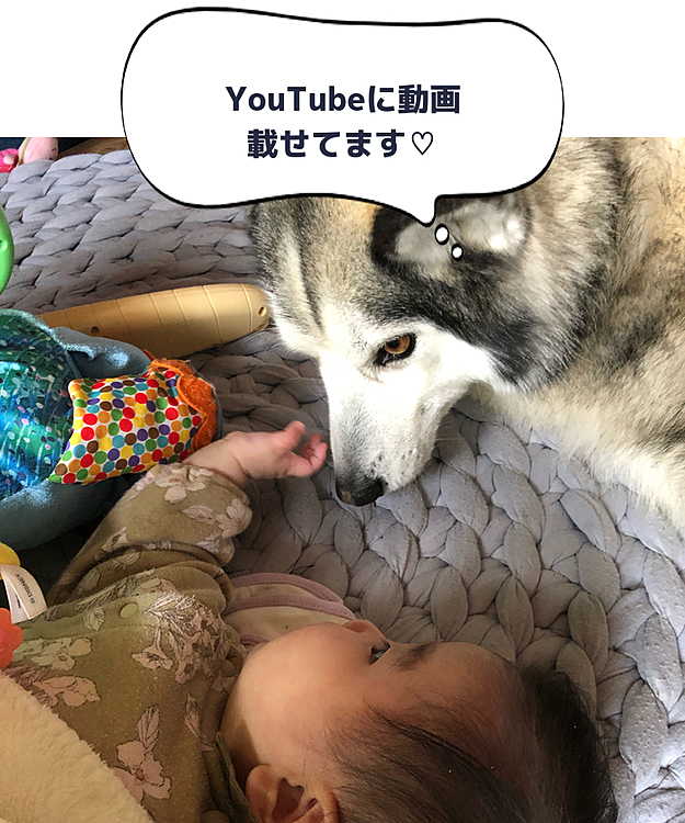 YouTube始めました！
とても素人感強めの動画ですが
赤ちゃんとワンコの成長を
暖かい目で見て頂けると嬉しいです🥰