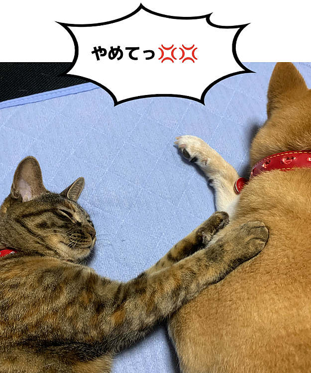 かわいそうな雪ちゃん⤵️