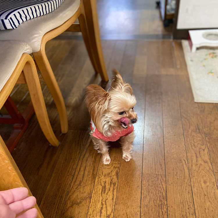 昨日の残り物のピザを食べていたら貰えないジュリちゃんが腹いせに💩で報復して来た。食事中なのに😢そういえばお兄ちゃんのマルくんもそうだった。ワンコさんの報復は容赦無い。