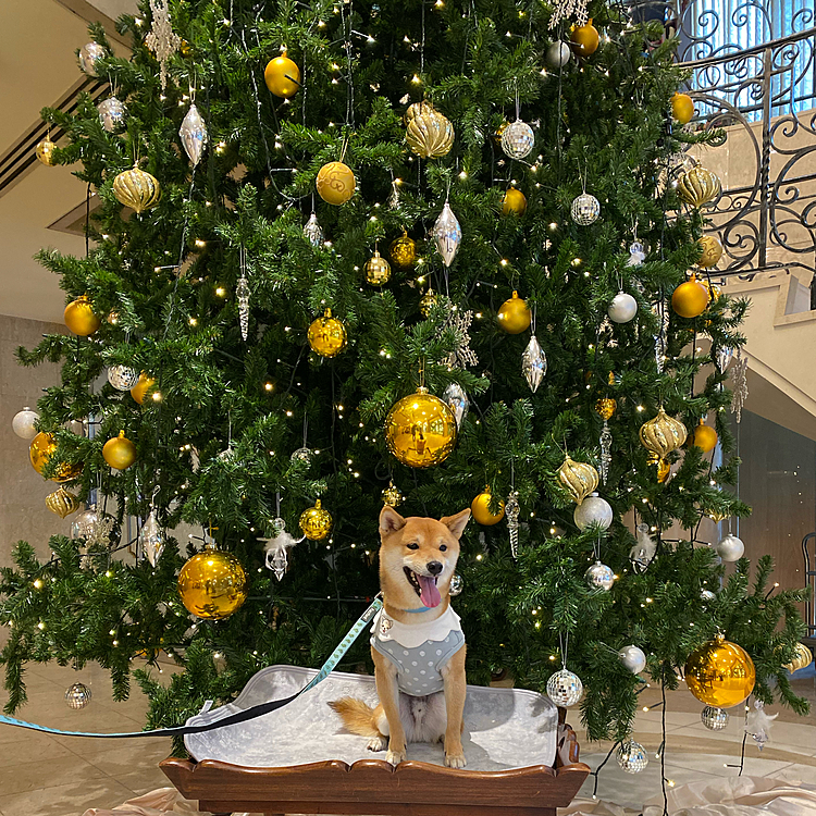2021.12.23(木)
ホテルでクリスマスアフタヌーンティー🎄🫖☕️してきました✨
