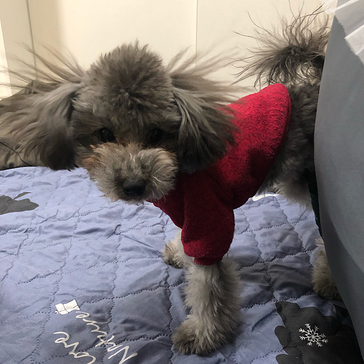 静電気犬🐕