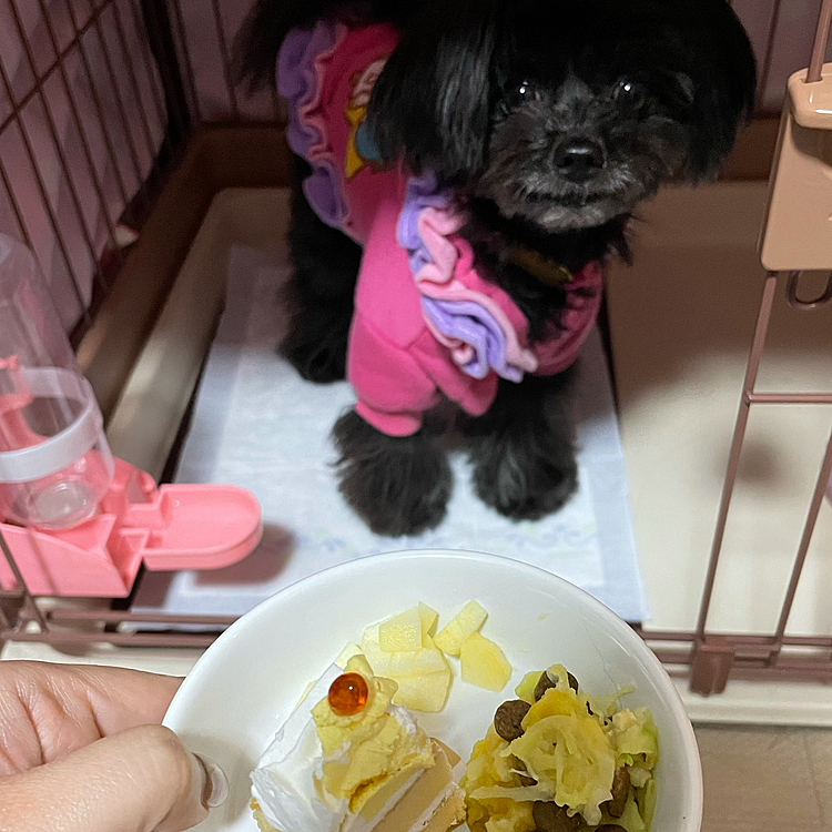 ご飯はちょっと豪華に✨1日遅れのお祝いご飯です。
犬ご飯とかよくわからないので食べられる食物をヤギミルク風味に煮たモノを作ってみました。そしてリンゴこの季節の大好物です☺️