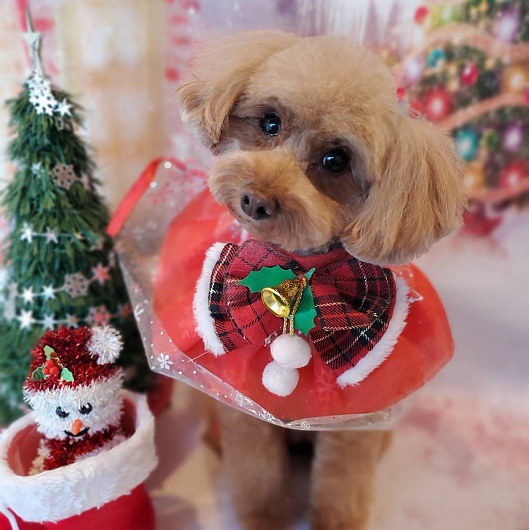 メリークリスマス！🎄🎁