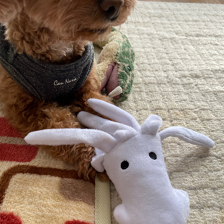 クリスマスプレゼントのイカのおもちゃ🦑