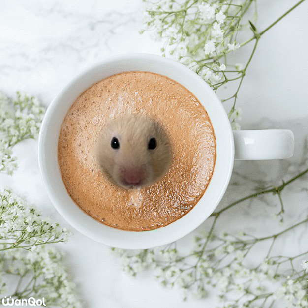 犬じゃないけど…🐹