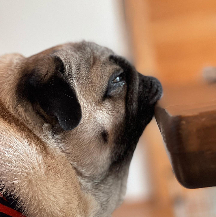 ウマウマ欲しいな🐶
テーブルにアゴのせ、とうちゃんの朝食見つめてます🤣