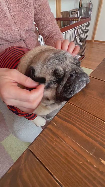 ママさんの膝の上でオモチャにされてます😊