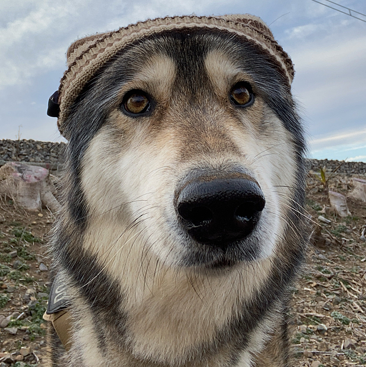 はじめまして
wolfdogのナナです。
#wolf #hybridwolf #wolfdog #狼 #狼犬