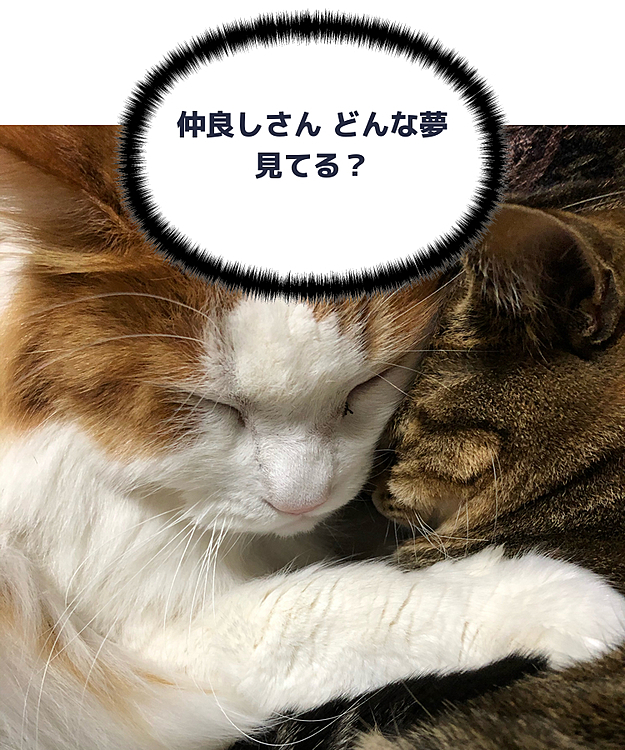 いやはや  ニャンコの寝姿癒しでしかない